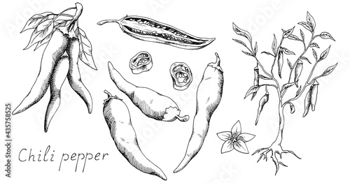 Hot chili pepper with leaves and roots. Mexican traditional seasoning. Tasty spice. Сut plant and seeds. Isolated clipart set on white background. Hand-drawn ink sketch.