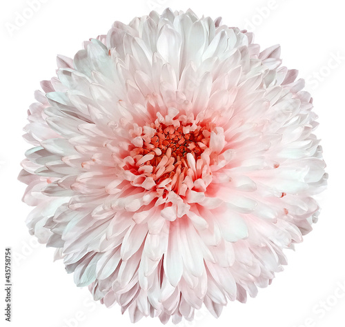 White-red chrysanthemum. Flower on a white isolated background with clipping path. For design. Closeup. Nature.