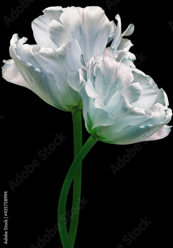White tulips. Flowers on black isolated background with clipping path. Closeup. no shadows. Buds of a tulips on a green stalk. Nature.