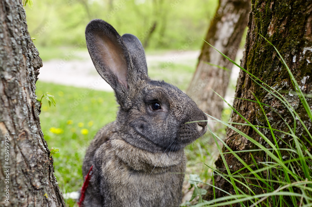 Fototapeta premium Big rabbit in forest. Lovely and lively bunny in nature