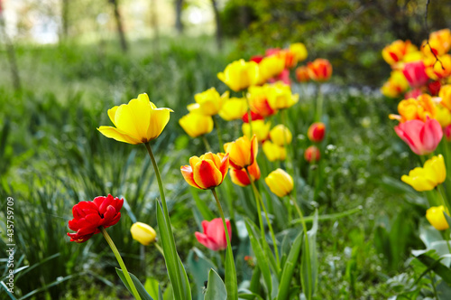 Beautiful tulip flowers blooming in a garden. Beauty tulip plant in the spring garden in rays of sunlight in nature. Blur background with bokeh image  selective focus