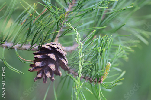 pine cone on a branch