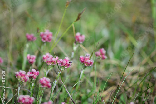 flowers in the field