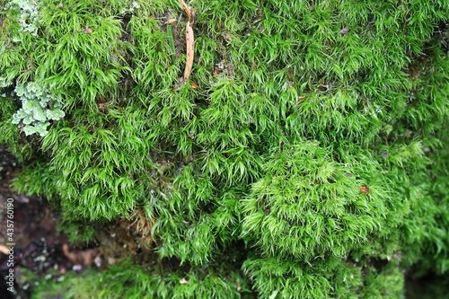 Dicranum montanum, commonly known as mountain fork moss photo