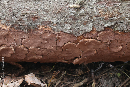 Phellinus ferrugineofuscus, a resupinate polypore fungus from Finland with no common english name