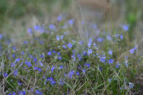 flowers in the meadow