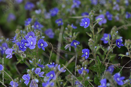 blue and purple flowers