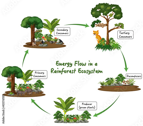 Energy flow in a rainforest ecosystem diagram