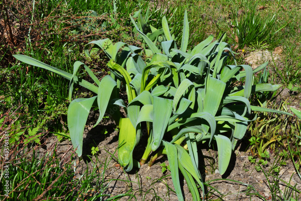 Obraz premium The first spring small shoots. Sprouts of flowers in the ground in the garden in early spring, horticulture.