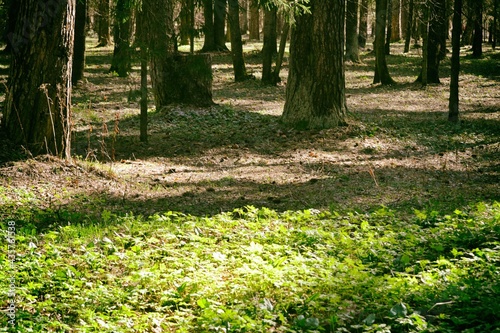 Sunny glade in the forest on a spring day, natural green background