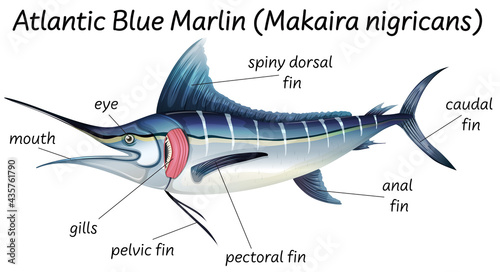 Science internal anatomy of fish