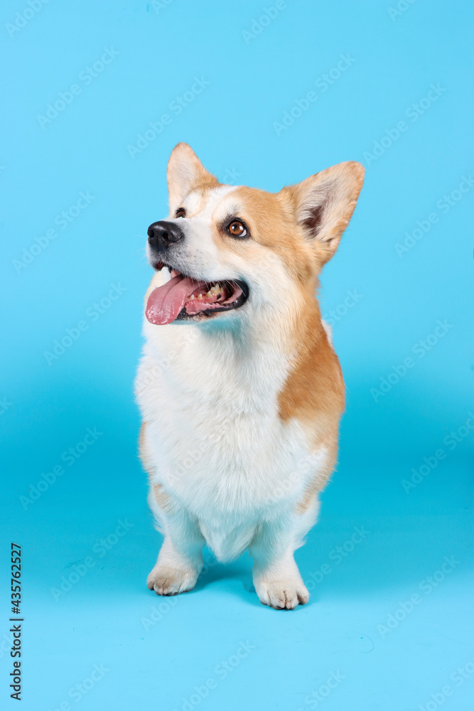 Welsh corgi Pembroke in blue background