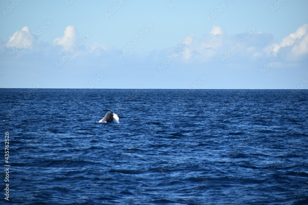 Naklejka premium humpback breaching in ocean
