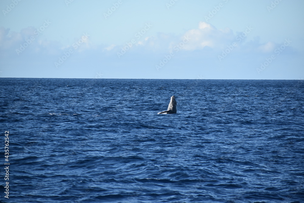 Naklejka premium humpback breaching in ocean