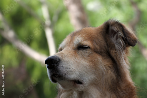 Portrait of a mixed breed dog from Romania, taken from the animal welfarePortrait of a mixed breed dog from Romania, taken from the animal welfare