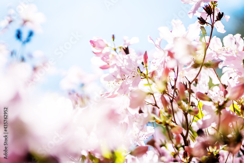Summer flower or blossom © stockfotocz