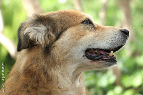 Portrait of a mixed breed dog from Romania, taken from the animal welfarePortrait of a mixed breed dog from Romania, taken from the animal welfare