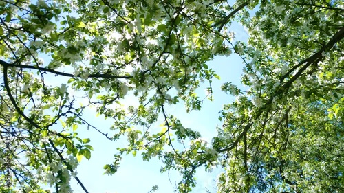 The sunny blue sky through the blooming apple branches photo