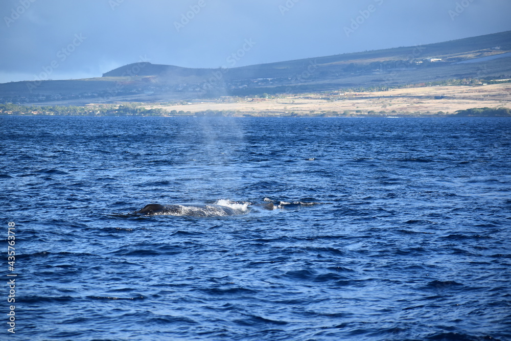 Fototapeta premium close up humpback breach