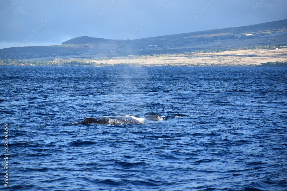 close up humpback breach close up humpback breach