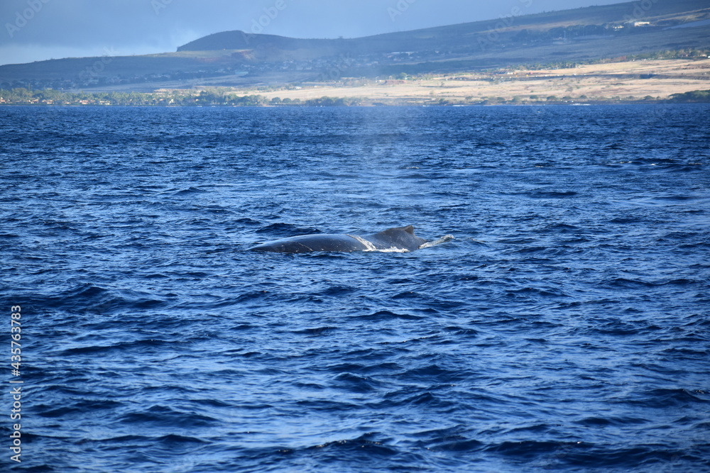 close up humpback breach close up humpback breach