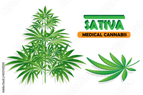 Cannabis plant  on white background Cannabis sativa or Cannabis indica marijuana
