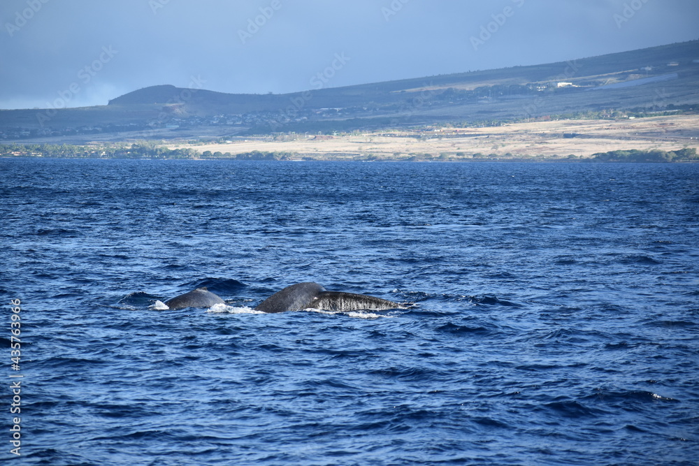 Obraz premium close up humpback breach