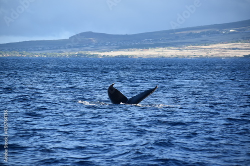 close up humpback breach