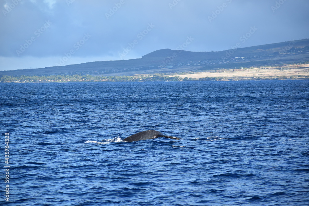 Fototapeta premium close up humpback breach