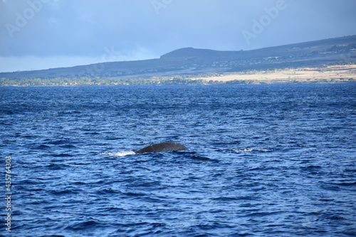 close up humpback breach