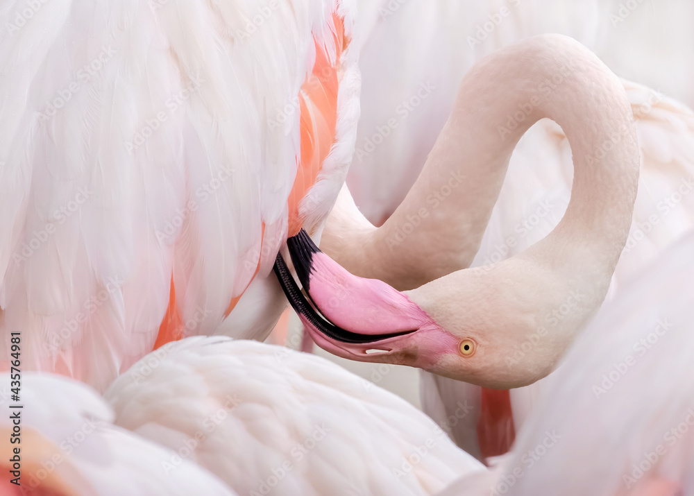 Naklejka premium Greated flamingo preening