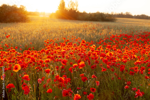 A field with blooming bright red poppies at sunset. Floral background  bright background