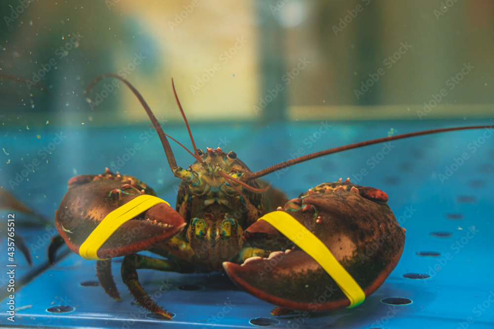 Live lobster in the aquarium. Product in the supermarket. Close up