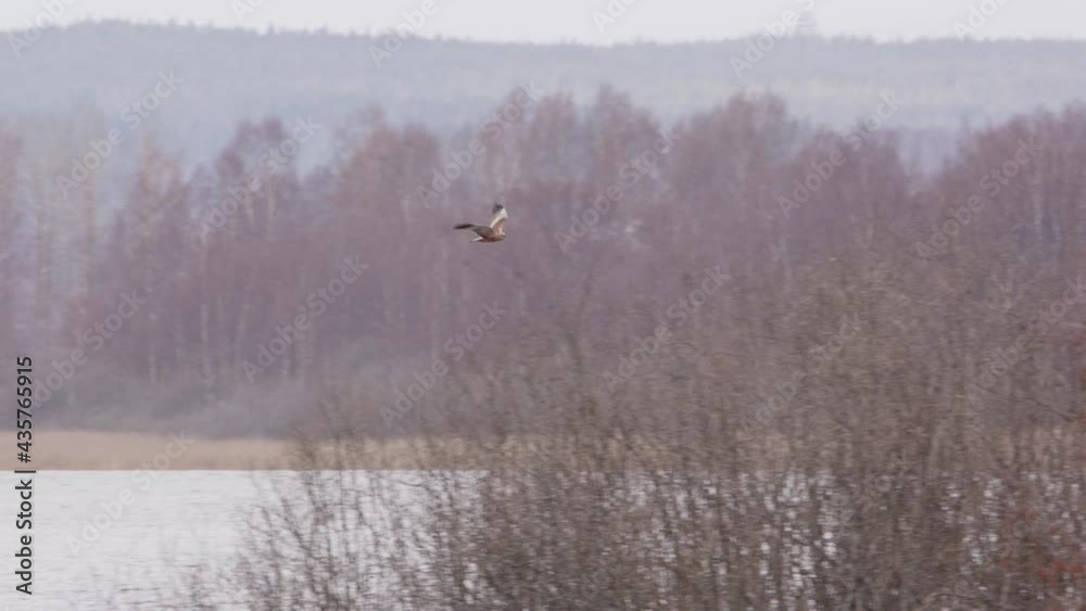 Western marsh harrier hawk flying and gliding on the hunt, Sweden, wide shot Western marsh harrier hawk flying and gliding on the hunt, Sweden, wide shot