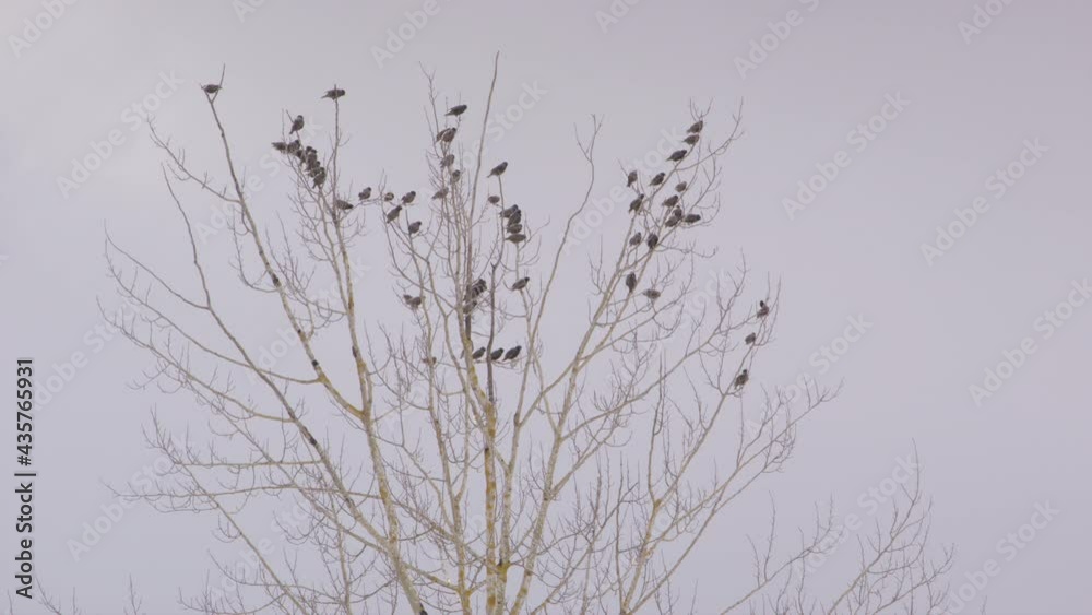 Large flock of birds leaving a leafless tree at the same time, Sweden, wide shot Large flock of birds leaving a leafless tree at the same time, Sweden, wide shot