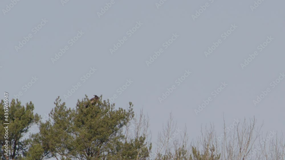 White-tailed sea eagle mobbed by a hooded crow, Sweden, slow motion wide shot White-tailed sea eagle mobbed by a hooded crow, Sweden, slow motion wide shot