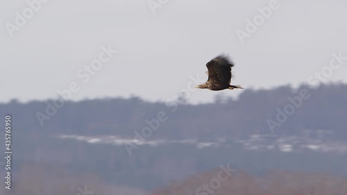 White-tailed sea eagle flying over a forest in Sweden, wide shot photo