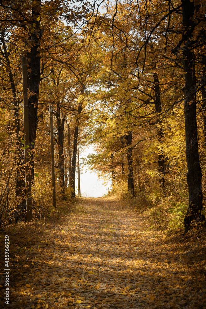 Fototapeta premium Forest trail with in colorful autumn woods with rays of warm sunlight. Hiking path in fall forest