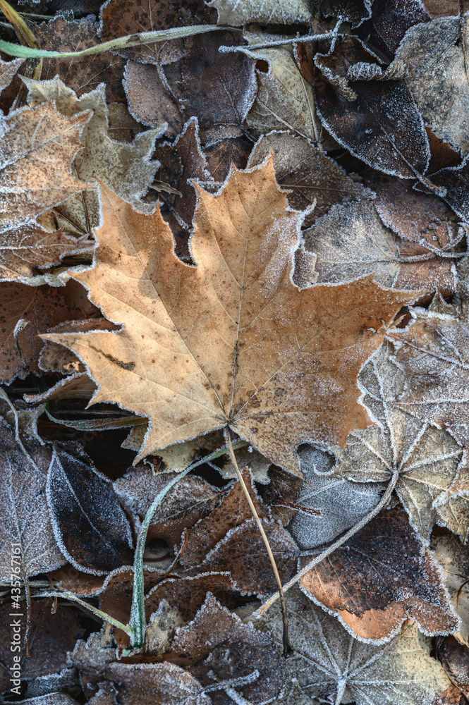 Frozen Maple Leaf On The Ground. Autumn leaves covered with frost - textured background