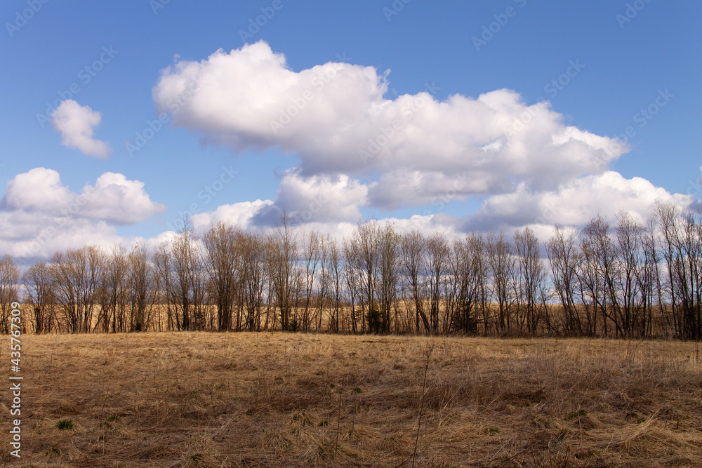 natural background early spring landscape field with last year's grass, forest, sky with clouds natural background early spring landscape field with last year's grass, forest, sky with clouds