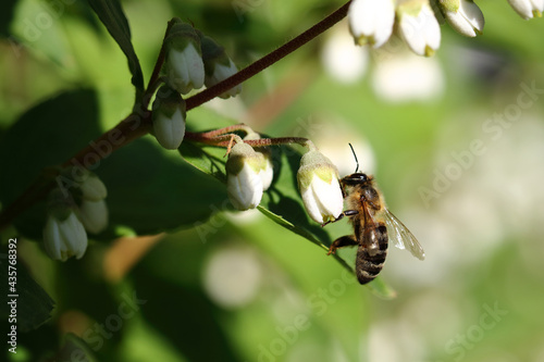 Blume mit Biene / Flower with bee / Flos et Apiformes © Ludwig