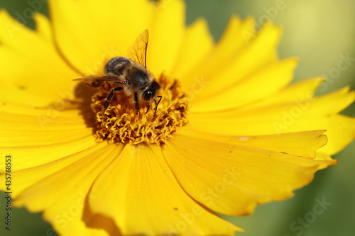 Blume mit Biene / Flower with bee / Flos et Apiformes