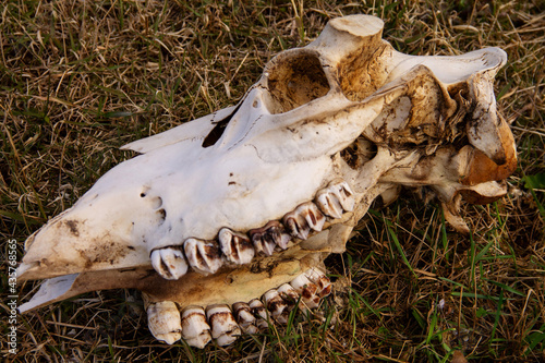 the skull of a cow, gnawed by predators, with its horns cut off on last year's grass