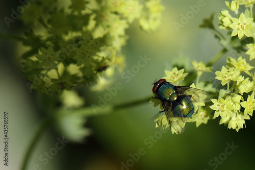 Schmeißfliege / Blowfly / Calliphoridae © Ludwig