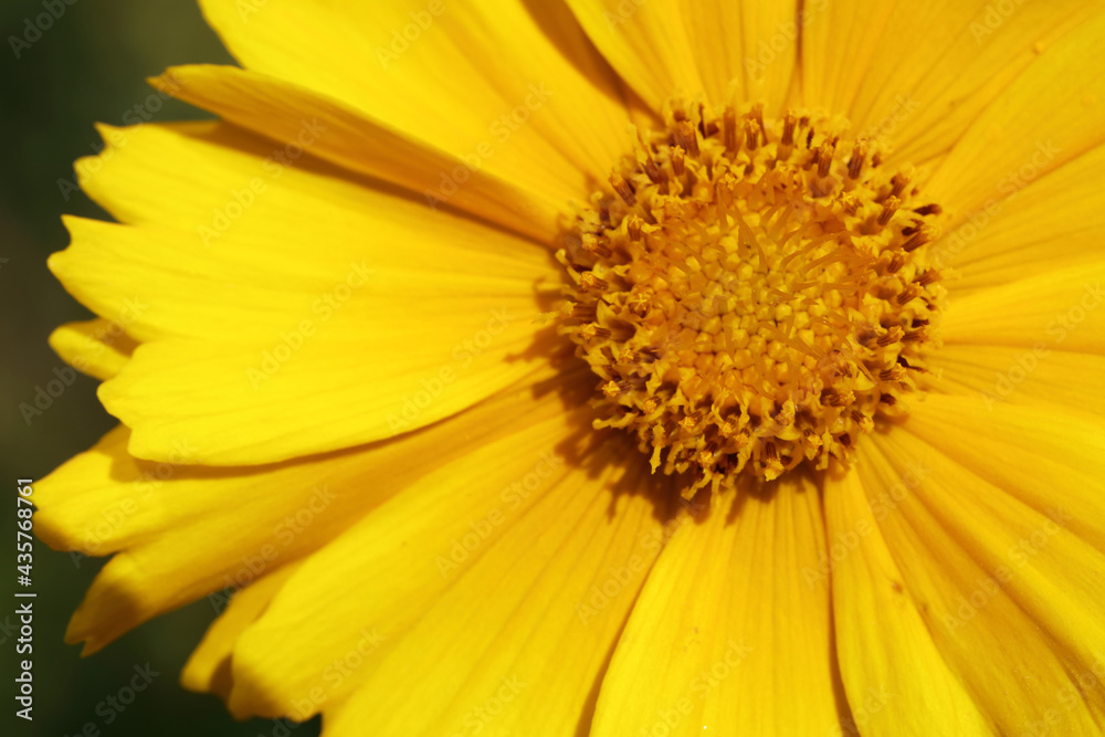 Blume / Flower / Flos Blume / Flower / Flos