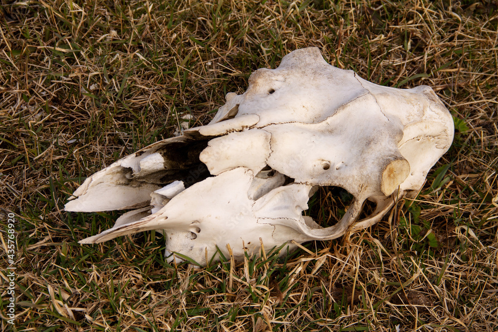 Obraz premium the skull of a cow, gnawed by predators, with its horns cut off on last year's grass