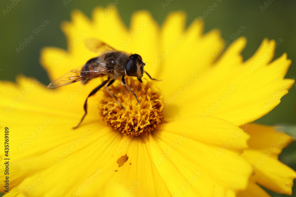 Blume mit Biene / Flower with bee / Flos et Apiformes