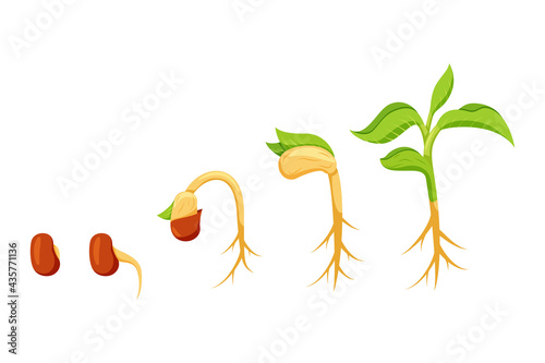 Illustration the germination process of a bean plant flat design style