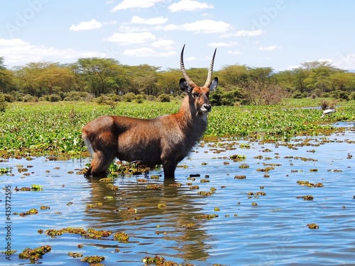 Vászonkép Magnificent  male waterbuck  standing in the shallows  of lake naivasha at cresc