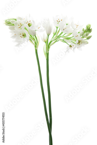 Fototapeta Naklejka Na Ścianę i Meble -  白いオーニソガラムの花